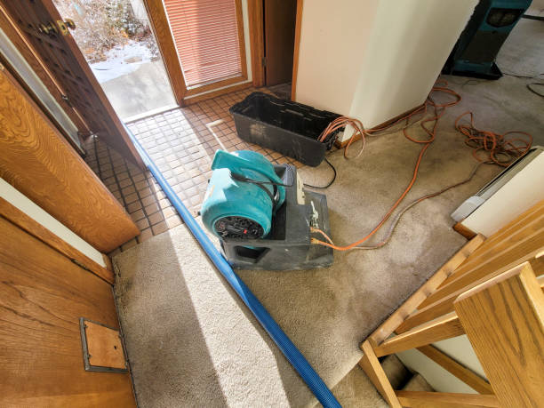 Best Mold removal after water damage  in Oakville, MO