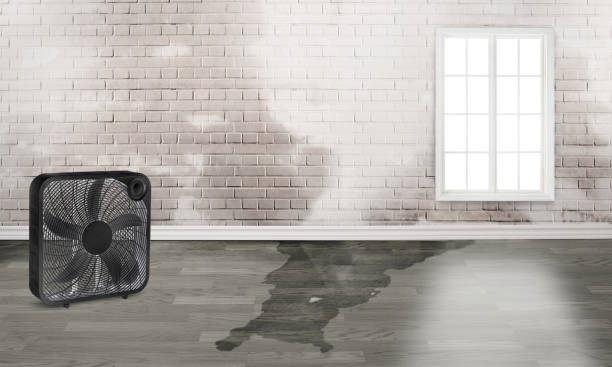 Best Water damage restoration company  in Oakville, MO